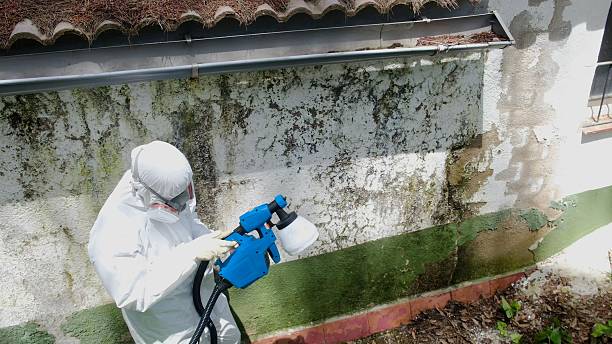 Top rated local Mold Testing specialists in Spotsylvania, VA